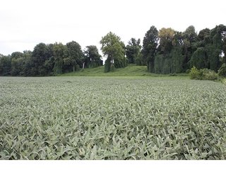 Property photo 10 - REAL ESATE AUCTION-128.4+/- ACRES OFFERED IN 6 TRACTS IN SPENCER COUNTY